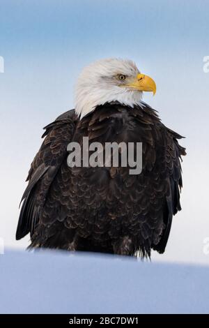 Weißkopfseeadler (Haliaeetus leucocephalus) in Homer, Alaska Stockfoto