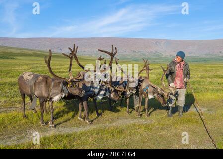 YAMAL, RUSSLAND - 22. AUGUST 2018: Fahrer mit hartnäckigen Rentieren in der Tundra Stockfoto