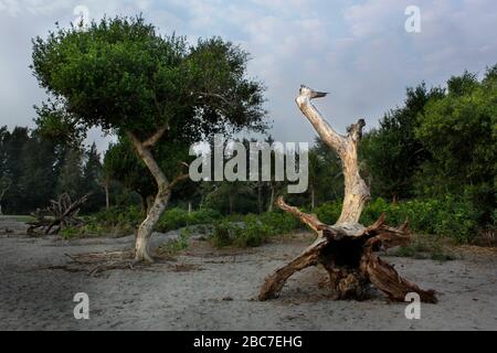 Ein umgestürzter Baum am Kuakata-Strand in Patuakhali. Kuakata, lokal bekannt als (Sagar Kannya) oder Tochter des Meeres, ist einer der seltensten Naturflecken Stockfoto