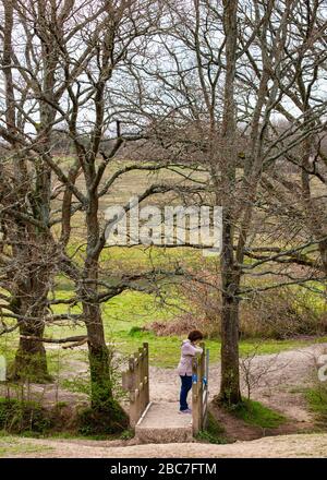 Eine reife Dame allein auf Ditchling Common, East Sussex, im Frühling, auf einer kleinen Brücke zwischen hohen Bäumen stehend, die in einen Bach blicken Stockfoto