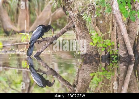 Ein Anhinga ernährt sich von einem kleinen Fisch, während er auf einem Zweig über dem Sumpf thront, der sich im Wasser widerspiegelt. Stockfoto
