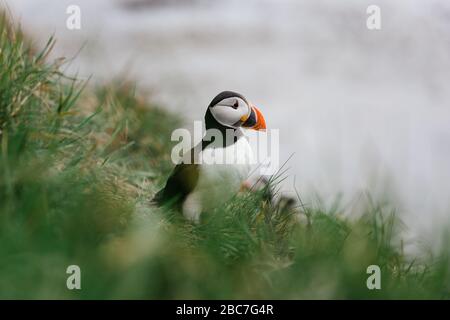 Puffin auf der Isle of Staffa in Schottland Stockfoto