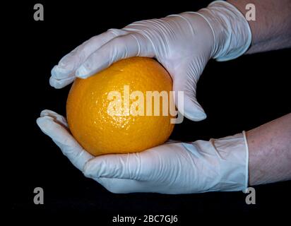 Die Hände einer älteren Frau in weißen Gummihandschuhen halten eine große orange Orange. Stockfoto