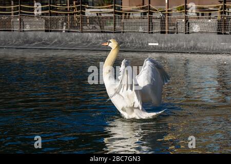 Weißer Schwan, der Flügel auf dem Wasser des Bassin de la Villette in Paris, Frankreich ausbreitet. Stockfoto