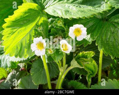 Erdbeerpflanze. Erdbeerblühen. Wilde Stawberensträucher. Erdbeeren wachsen im Garten. Stockfoto