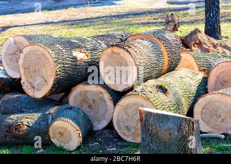 Gefaltete Holzstämme eines geschnittenen Stammes einer großen erkrankten Eiche in einem Stadtpark. Stockfoto