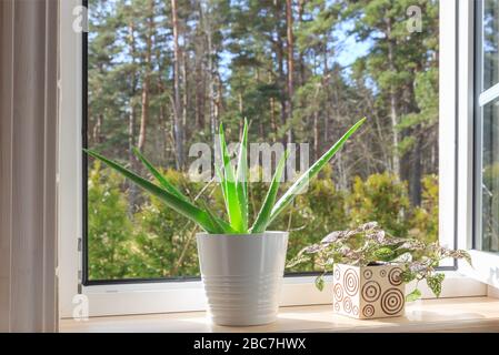 Weißes Fenster in einem rustikalen Holzhaus mit Blick auf den Garten und den Pinienwald. Aloe Vera im weißen Topf auf Fensterbank Stockfoto