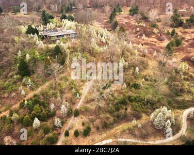 Weiße Kirschblüten säumen den Hang mit Grünspritzern, die im frühen Frühjahr um einen verlassenen Golfplatz in Huntington, WV, zum Leben erwacht. Stockfoto