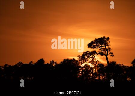 Die Sonne fällt unter einen überhängenden Kiefern gegen die dunkle Silhouetten-Baumgrenze und einen orangefarbenen Himmel im Big Cypress National Preserve in Florida. Stockfoto