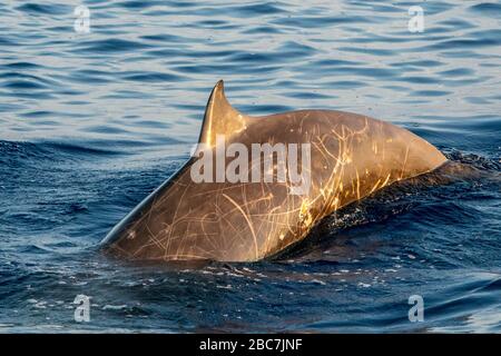 Dolphin gans Cuvier's beaked Whale ultra selten zu sehen Stockfoto