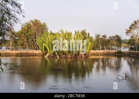 Nypa fruticans, allgemein bekannt als der nipa oder Mangrove Palm, Sundarbans, Bangladesch Stockfoto