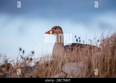 Greylag Goose Sitting in dry foliage, Vereinigtes Königreich. Stockfoto