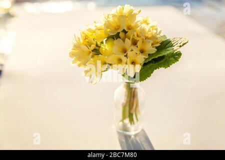 Osterkonzept. Blumenstrauß aus Primrose Primula mit gelben Blumen in Glasvase auf weißer Kulisse. Inspirierender, natürlicher Blumenfrühling oder sommerlicher Blähungshintergrund. Kopierbereich Stockfoto