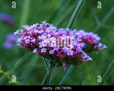 Nahaufnahme der hübschen kleinen mauve Blumen von Verbena bonariensis Lollipop in einem Sommergarten Stockfoto