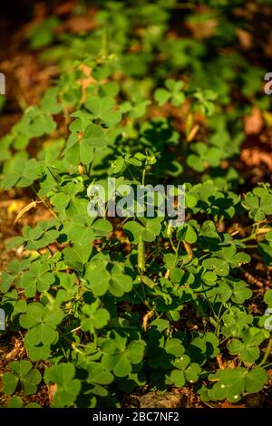 Kleeblatt (Shamrock Plant) Stockfoto