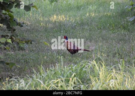 Fasanenvogel in hohem Gras neben Haselnussbaum Stockfoto