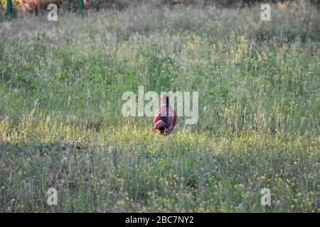 Ein Fasanenvogel steht auf einer Wiese inmitten von Feldblumen und Gras Stockfoto