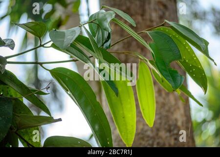 Zimt Blatt des Zimtbaumes Stockfoto
