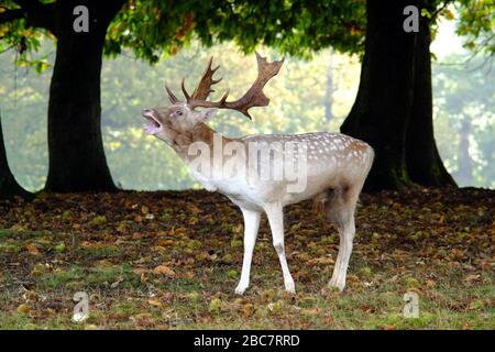 Während der Auftaufzeit bellt der Damhirsch. Stockfoto