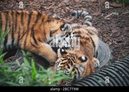 Zwei Amur-Tigerkuppen, die mit Pappe im Colchester Zoo, Colchester, England spielen. Stockfoto