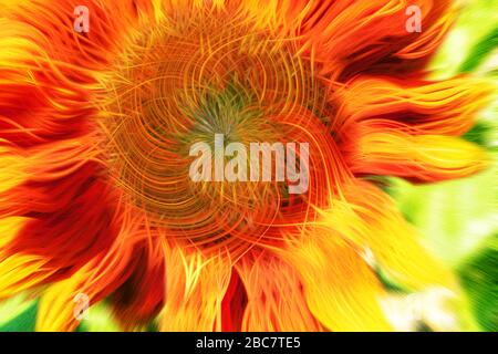 Abstrakter farbenfroher Hintergrund der roten Sonnenblume in voller Blüte Stockfoto