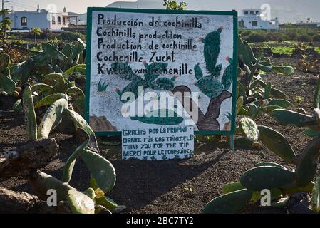 Ein Schild in einem Bereich der Kaktusfamilie in Guatiza informiert in fünf verschiedenen Sprachen über die Cochinille-Produktion. Stockfoto