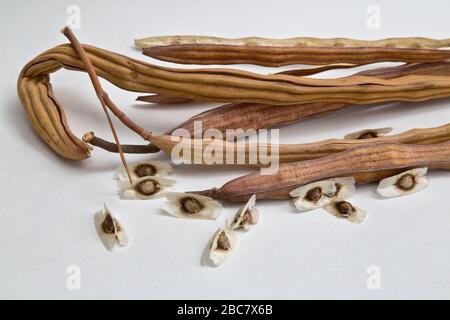 Moringa 'Moringa oleifera' trockene Samenschoten, auch Drumstick, Ben-Oil, Horse Radish & Golden Shower Tree genannt. Stockfoto