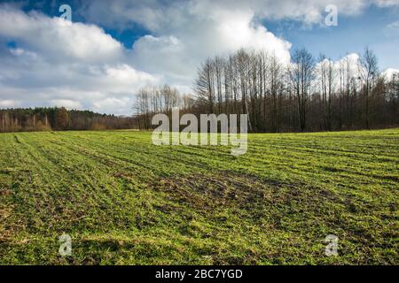 Grünes Kulturfeld neben dem Wald, weiße Wolken am blauen Himmel Stockfoto