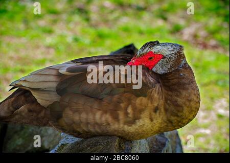 Eine muscovy-ente ruht auf einem Steinmarker im David Crockett Birthplace State Park in Limestone, Tennessee. Stockfoto