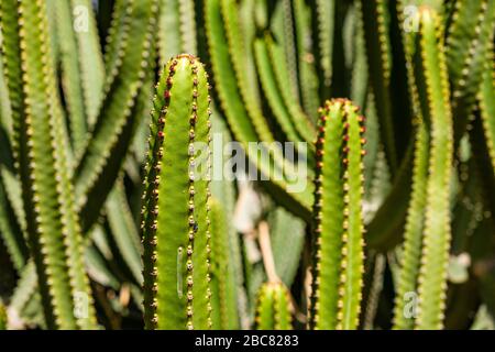 Dornige Äste eines Kanarensprungs- oder Hercules-Clubs (Euphorbia canariensis) Stockfoto