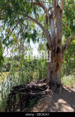 Wandern im Nahal Sorek in Israel Stockfoto