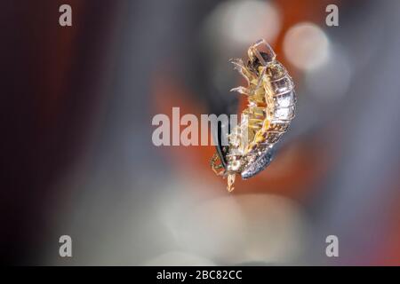 Eine Makroaufnahme einer von Pinzetten gehaltenen Holzhaus Stockfoto