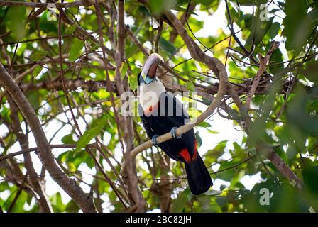 Rot berechnet toucan, ramphastos tucanus, sitzend in einem Baum, ORINOCO DELTA, Venezuela, Südamerika, Amerika Stockfoto