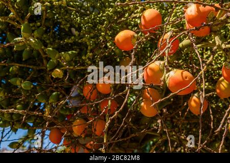 Orangefarbene und grüne Früchte einer Foxtail-Palme (Wodyetia bifurcata) Stockfoto