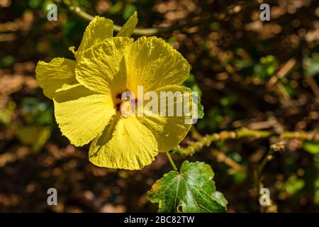 Gelbe Blüte eines hawaiischen Hibiskus (Hibiscus brackenridgei) Stockfoto