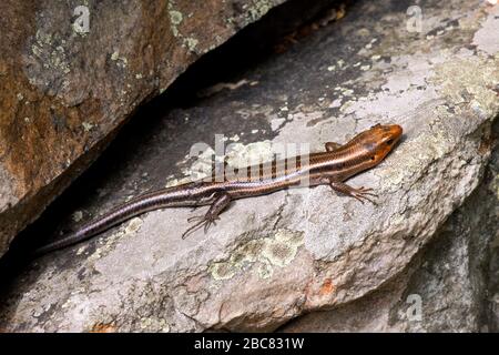 Fünf gesäumte Skink Sonnen auf einem Felsen in der Delaware Water Gap National Recreation Area, New Jersey Stockfoto