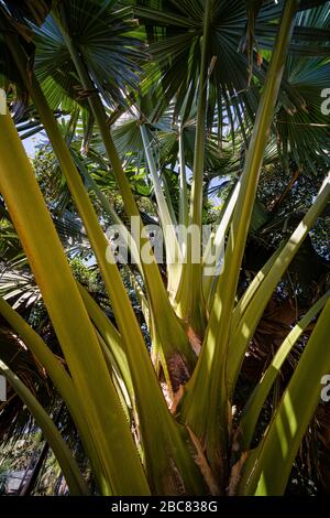 Stamm und Blätter einer Talipot-Palme (Corypha umbraculifera) Stockfoto