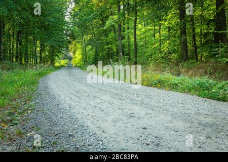 Eine steingraue Straße durch einen grünen Laubwald, Blick auf den Sommer Stockfoto