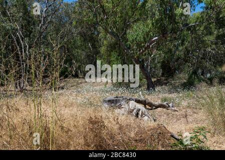 Wandern im Nahal Sorek in Israel Stockfoto