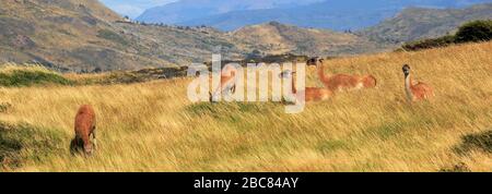 Guanacos im Nationalpark Torres del Paine, Region Magallanes, Patagonien, Chile, Südamerika Stockfoto