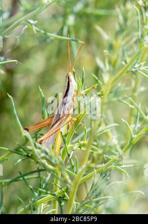 Das zweistreifige Mermiria (Mermiria bivittata) thront in dichter Vegetation im Osten Colorados Stockfoto