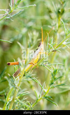 Das zweistreifige Mermiria (Mermiria bivittata) thront in dichter Vegetation im Osten Colorados Stockfoto