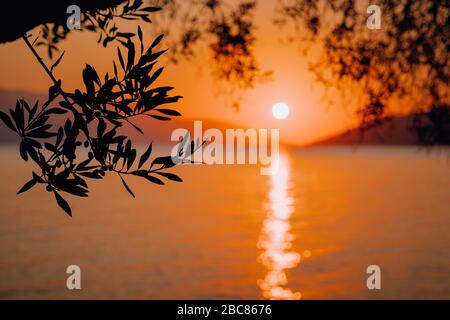Silhouette Olive Tree Branch in Morgen warm sunrise Licht. Sun Form über dem Mittelmeer. Sun Ray Reflexion bokeh Balken auf wellige Wasseroberfläche Stockfoto
