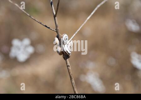 Wandern im Nahal Sorek in Israel Stockfoto