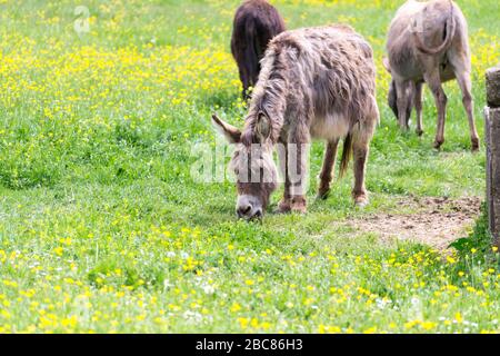 Eine ruhige Gruppe von Eseln genießen das schöne Wetter und das grüne Gras in der italienischen Landschaft in Umbrien Stockfoto
