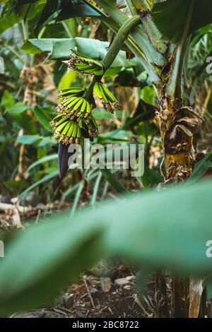 Plantage von Bananenfrüchten auf der Traking-Route in einem Paul-Tal auf Santo Antao, Kap Verde. Stockfoto