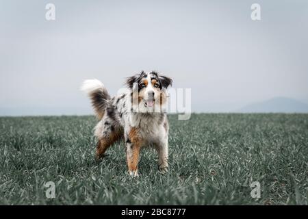 Schöner junger australischer Hirte, der auf einem grünen Feld steht Stockfoto