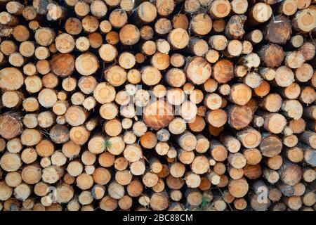 Haufen geschnittenes Holz und gleichmäßig gestapelt Stockfoto