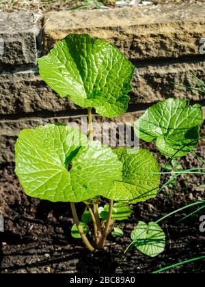 Wasabi-Anlage Stockfoto