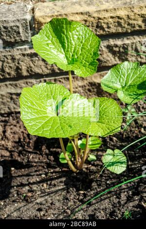 Wasabi-Anlage Stockfoto